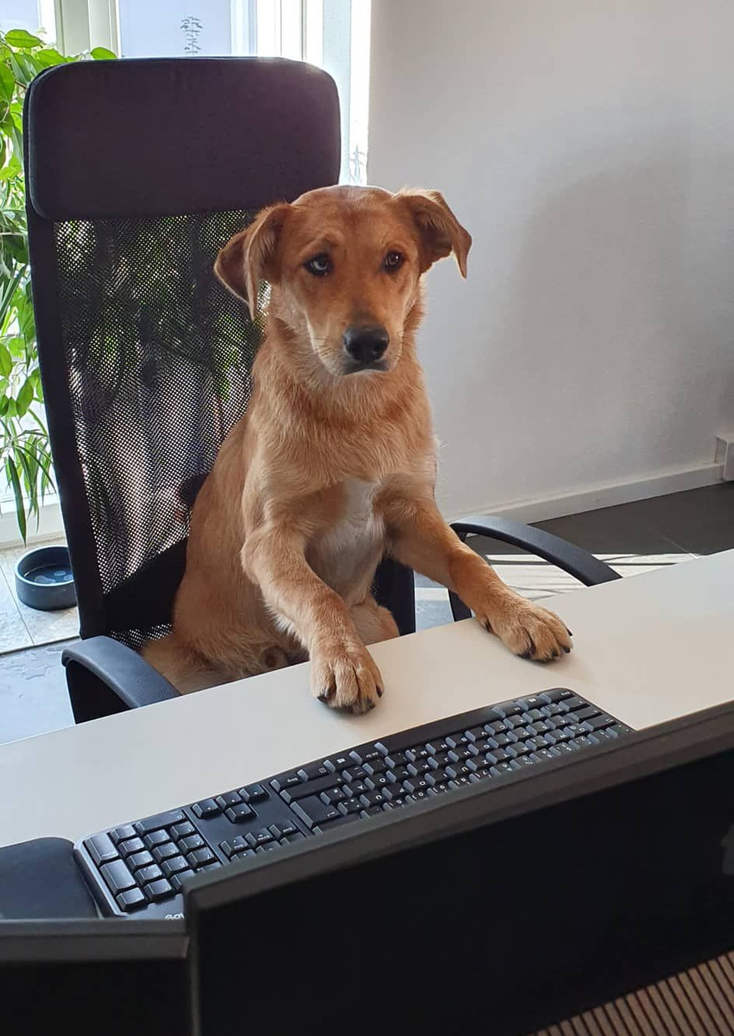 our new animal employee in the development office our new animal employee in the development office at his workplace